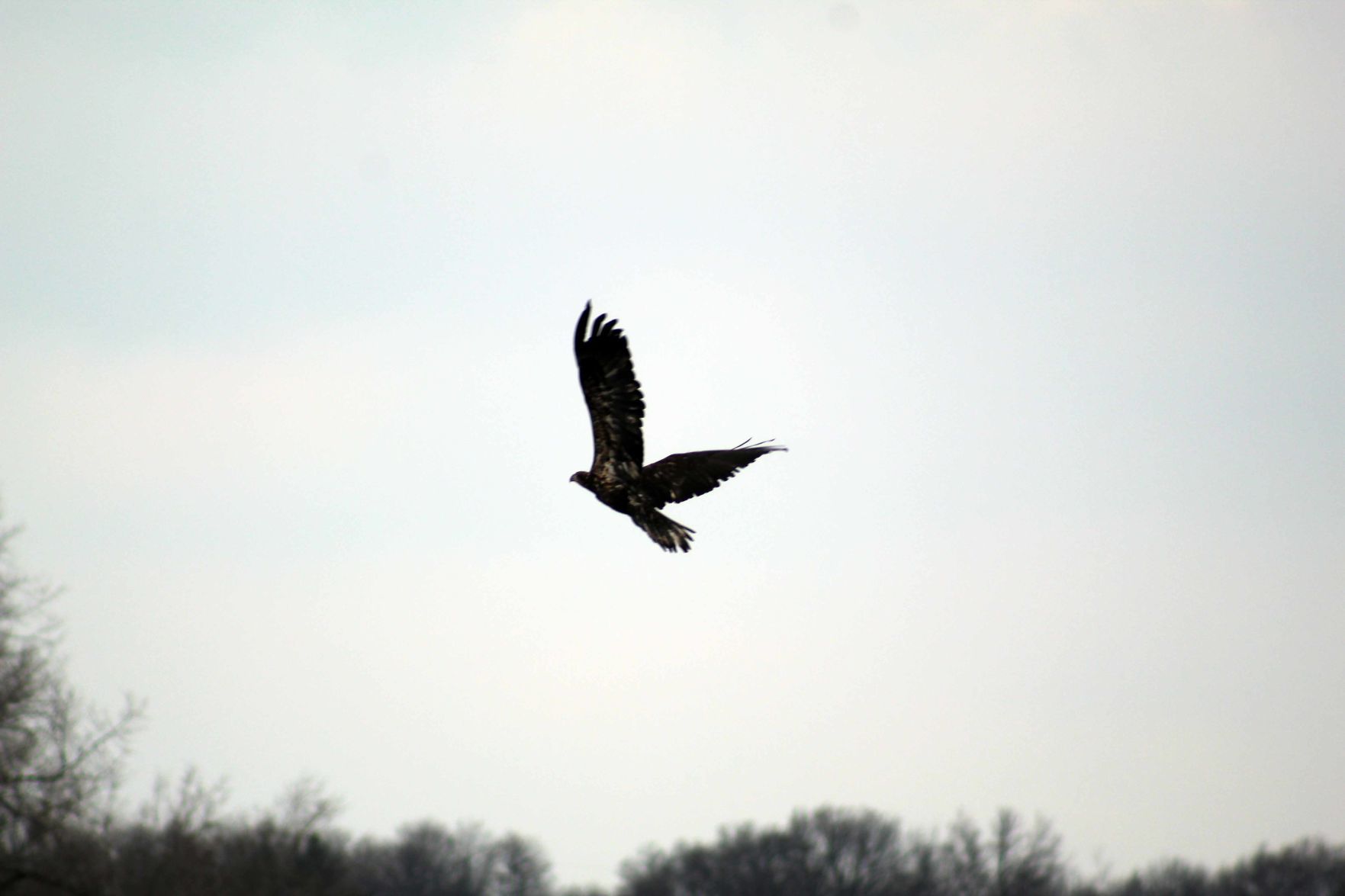 021320-sauk-gallery-eagle018.jpg